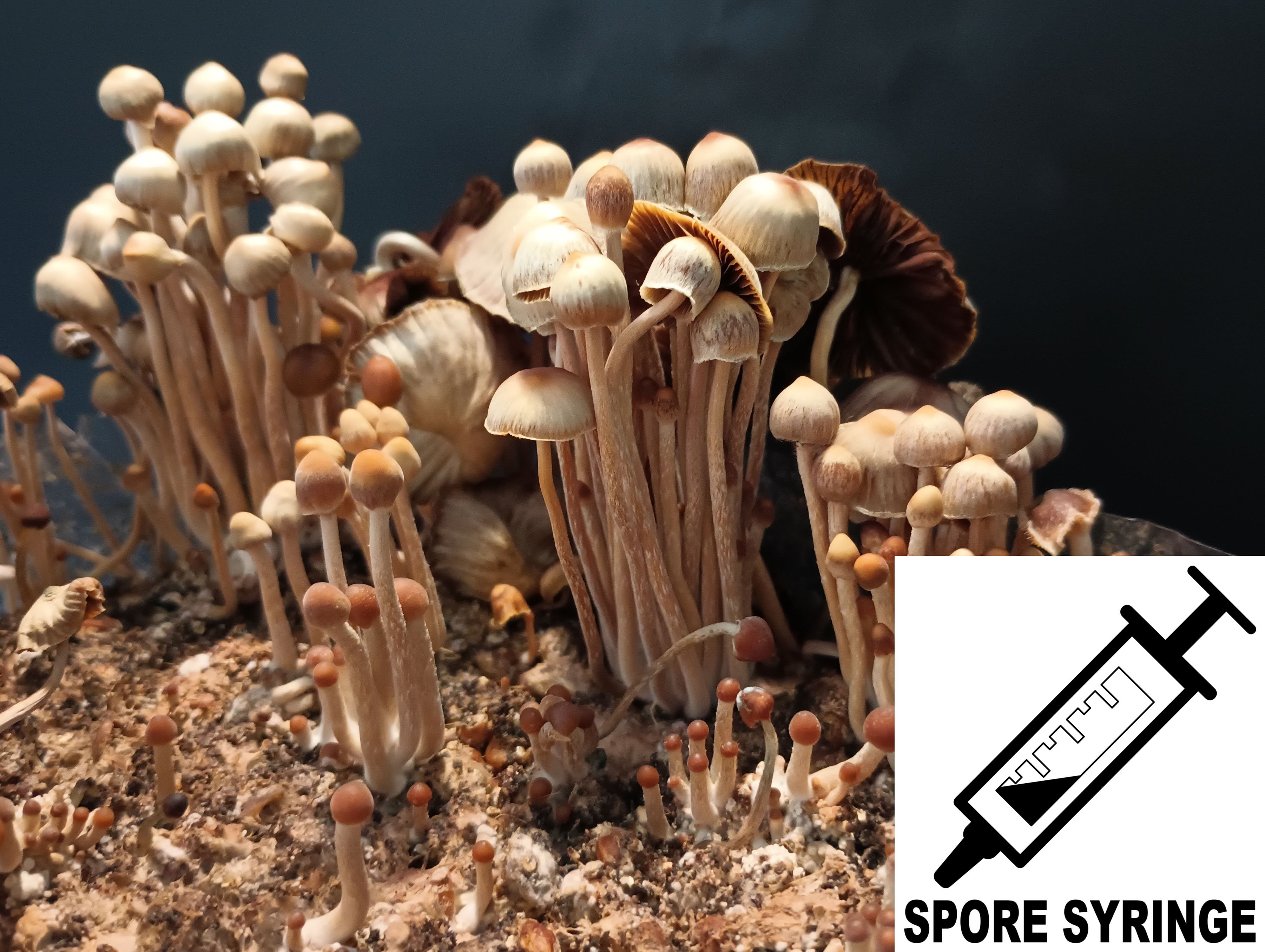P.willinckii ’Nano’ spore 402 P.willinckii 'Nano'' dwarf spore0322b（Hirschhornfarn